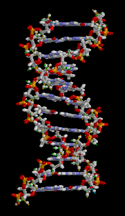 animación del ADN